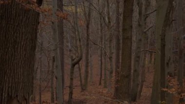 Sonsuz ormanın manzarası sonbahar günü dökülen yapraklarla