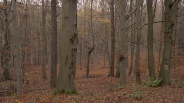 Sonsuz ormanın manzarası sonbahar günü dökülen yapraklarla