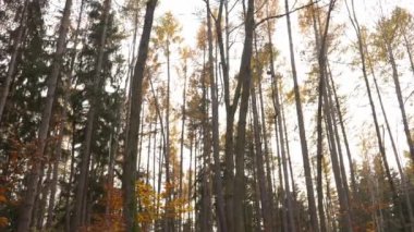 Sonbahar günü bitmeyen kozalaklı ormanın resimsel manzarası