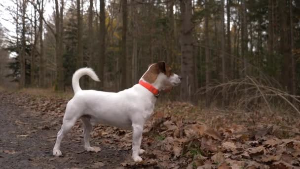 Jovem Jack Russell Terrier Cão Floresta Outono Dia Outono — Vídeo de Stock