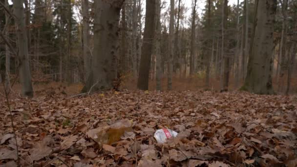 Malebný Pohled Nekonečný Les Padajícími Listy Podzim — Stock video