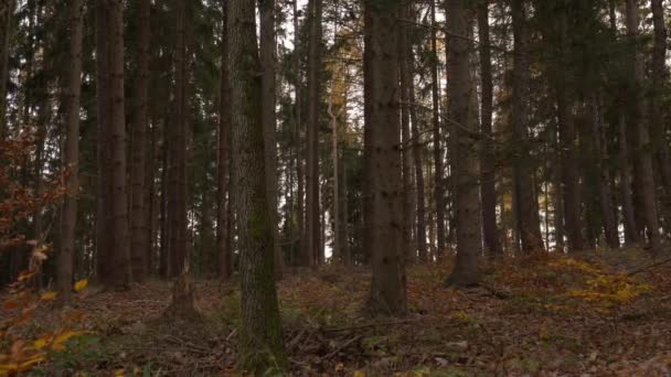 Vista Pitoresca Floresta Conífera Infinita Dia Outono — Vídeo de Stock