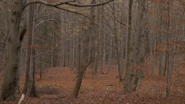 Vista Pittoresca Della Foresta Senza Fine Con Foglie Cadute Durante — Video Stock