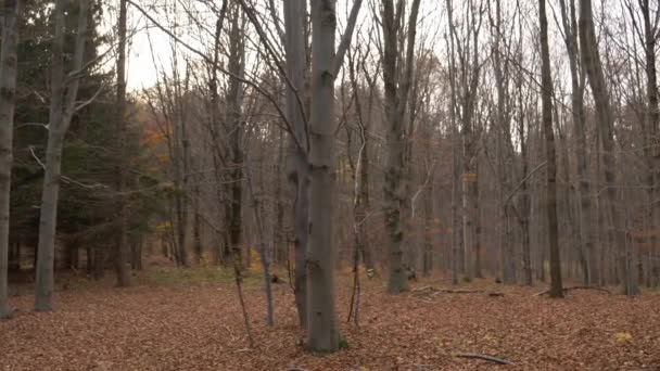 Festői Kilátás Végtelen Erdő Bukott Levelek Ősszel Nap — Stock videók