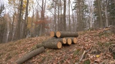 Sonbahar gününde sonbahar ormanında yatan testere kütükleri.