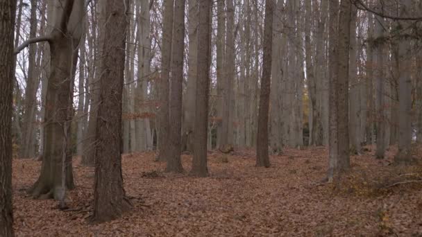 Vista Pitoresca Floresta Sem Fim Com Folhas Caídas Dia Outono — Vídeo de Stock