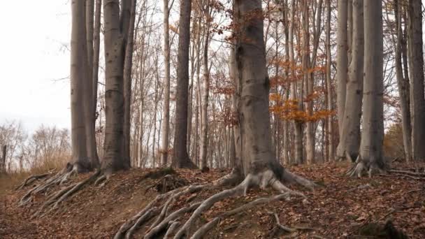 Malebný Pohled Nekonečný Les Padajícími Listy Podzim — Stock video