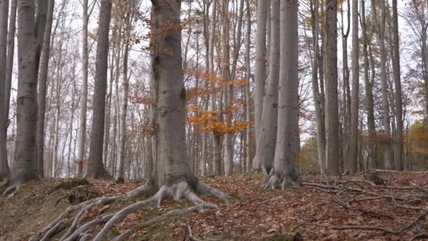 Vista Pittoresca Della Foresta Senza Fine Con Foglie Cadute Durante — Video Stock