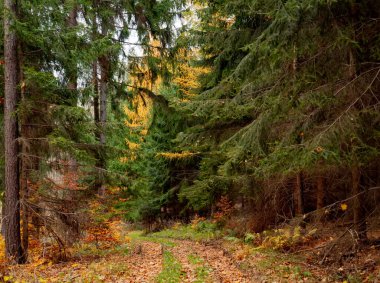 Polonya 'nın karışık kozalaklı ormanlarında sonbahar yolu manzarası 
