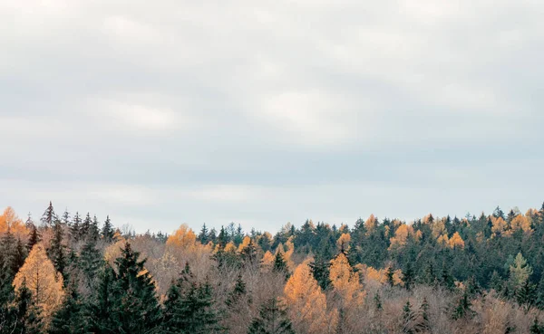 Vista Sobre Copas Das Árvores Floresta Coníferas Mistas Polónia — Fotografia de Stock