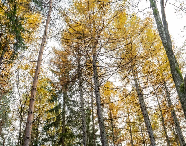 Zicht Boomtoppen Van Gemengd Naaldbos Polen — Stockfoto