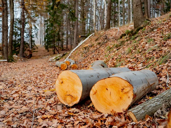 Beech logs in a forest, Poland