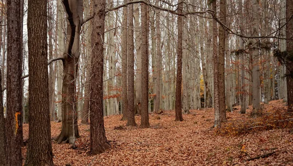 Güzel kayın ağacı ormanları Sonbaharda
