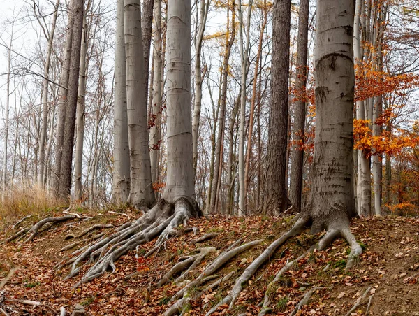 Прекрасный Лес Буковых Деревьев Осенью — стоковое фото