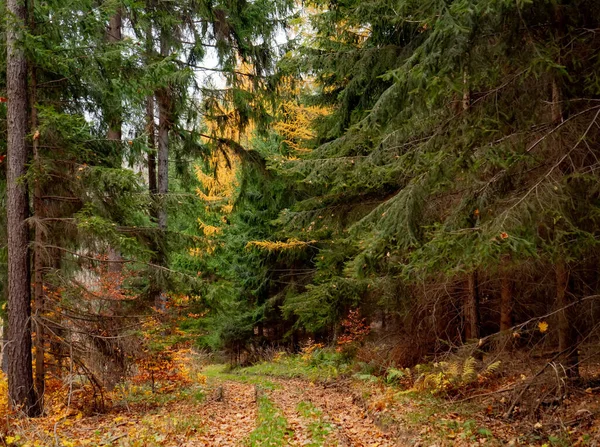 Polonya 'nın karışık kozalaklı ormanlarında sonbahar yolu manzarası 