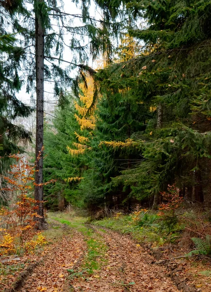 Vista Una Carretera Otoño Bosque Mixto Coníferas Polonia —  Fotos de Stock