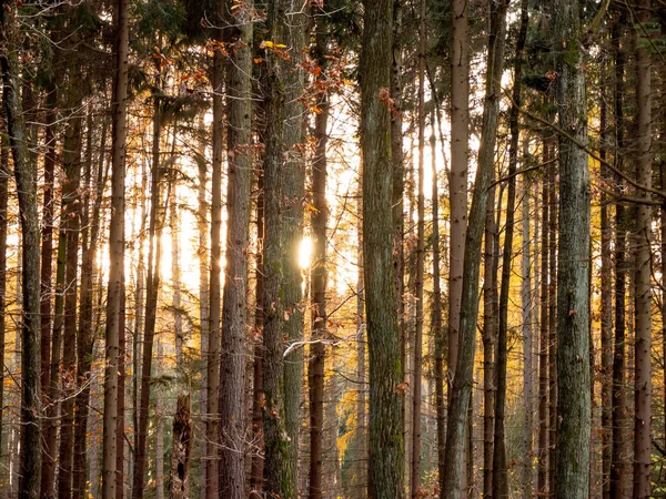 Blick Auf Den Sonnenuntergang Einem Eichenwald Polen — Stockfoto