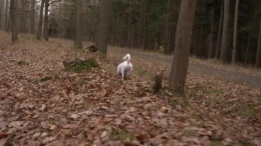 Jack Russell Terrier sonbahar ormanlarında yürüyor