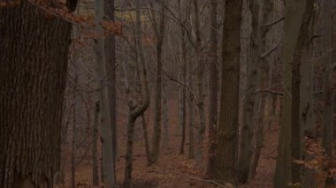 Güzel kayın ağacı ormanları Sonbaharda
