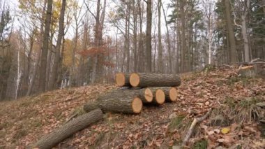Polonya 'da bir ormanda kayın kütükleri.