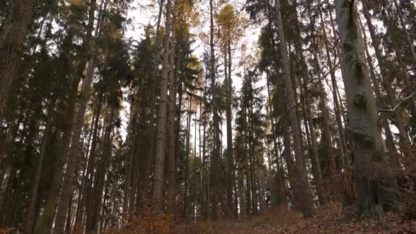 Schöner Buchenwald Herbst — Stockvideo