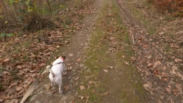 Jack Russell Terrier Walking Autumn Woods — Stock Video
