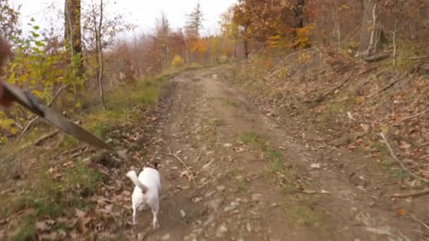 Jack Russell Teriér Procházky Podzimních Lesích — Stock video