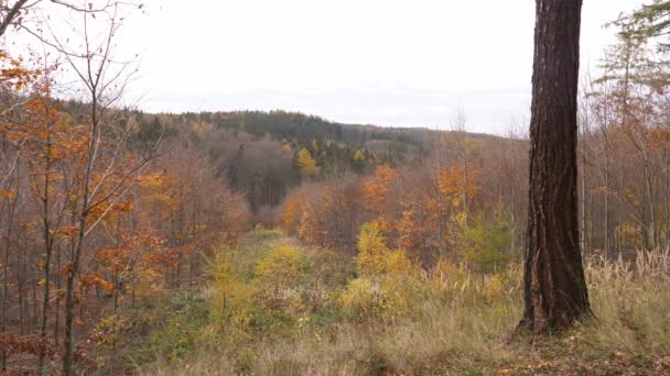 Vista Sul Tramonto Una Foresta Querce Polonia — Video Stock