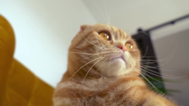姜苏格兰人在室内扶手椅上折叠猫 — 图库视频影像