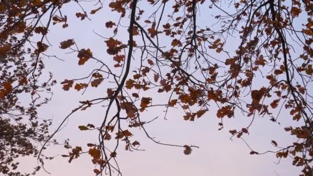 Enkele Rode Eiken Bladeren Lucht Achtergrond Zonsopgang December — Stockvideo