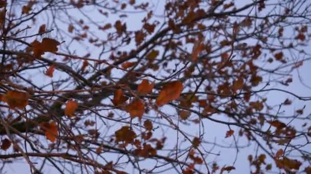 Einige Rote Eichenblätter Auf Himmelshintergrund Bei Sonnenaufgang Dezember — Stockvideo