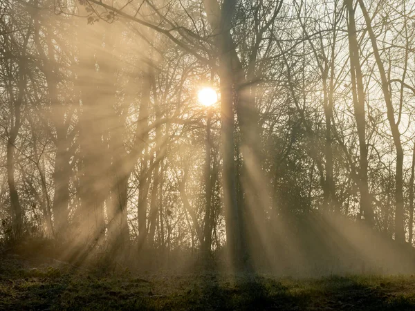 Fog Sun Winter Morning Trees Stock Image