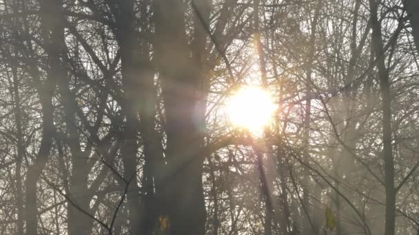 Mist Zon Een Winterochtend Door Bomen — Stockvideo