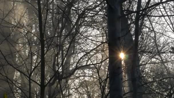 Nebel Und Sonne Einem Wintermorgen Durch Die Bäume — Stockvideo