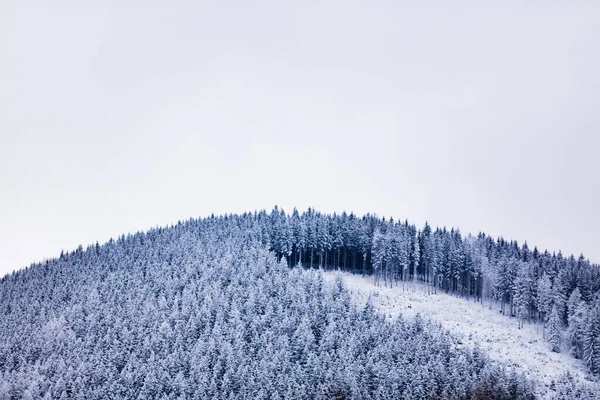 Floresta Pinheiros Coberta Neve Topo Uma Colina Nos Sudetes Polônia — Fotografia de Stock