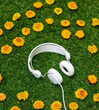 Yeşil çimlerde karahindiba çiçekleri ve kulaklıklar. Görünümün üstünde