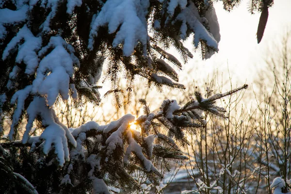 Κλαδιά Πεύκου Στο Χιόνι Και Ηλιοβασίλεμα Στο Φόντο — Φωτογραφία Αρχείου
