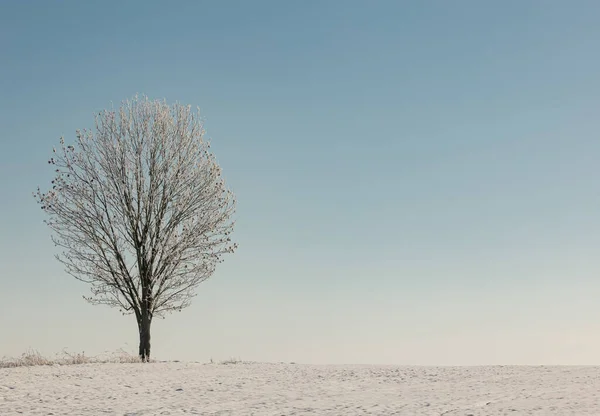 Lonely Aspen Tree Snow Field — Stok Foto