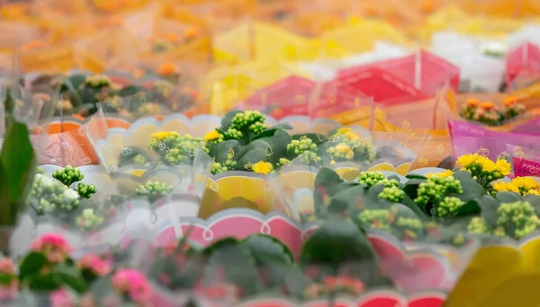 Schöne Frühlingsblumen Auf Lager Seitenansicht — Stockfoto