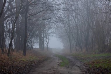Sonbaharda sis içinde gizemli kırsal yol 