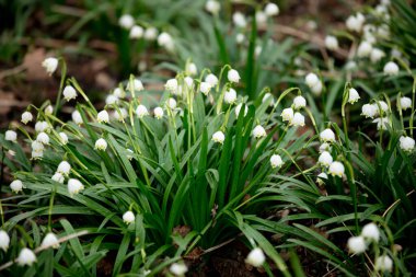Mart ayında bir ormanda güzel bir kar damlası çayırı