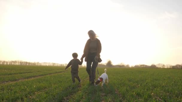 犬を連れた母親と息子は日没時に緑の小麦畑で走っています — ストック動画