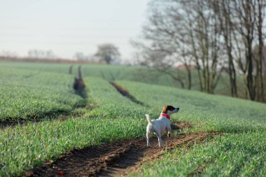 Jack Russell Terrier bir sabah yeşil buğday tarlasında 