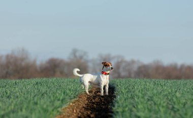 Jack Russell Terrier bir sabah yeşil buğday tarlasında 