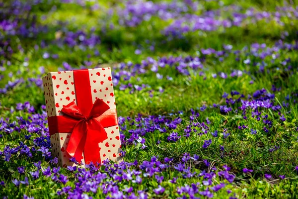 Caja Regalo Con Lazo Rojo Prado Con Flores Púrpuras — Foto de Stock