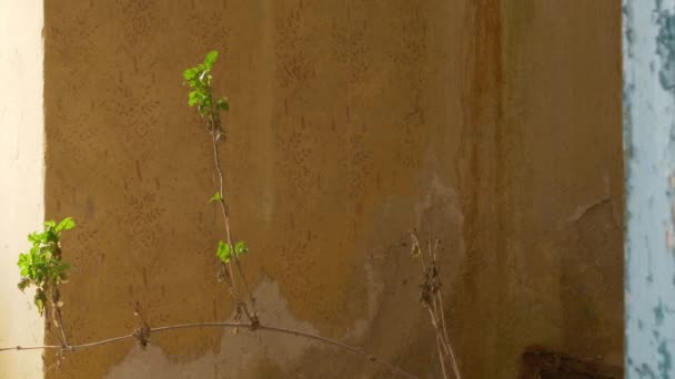 Arbre Intérieur Vieille Maison Abandonnée Vue Rapprochée — Video