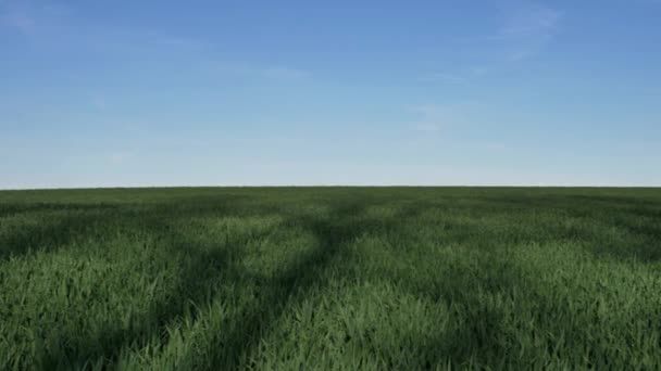 Pohled Pole Zelené Pšenice — Stock video