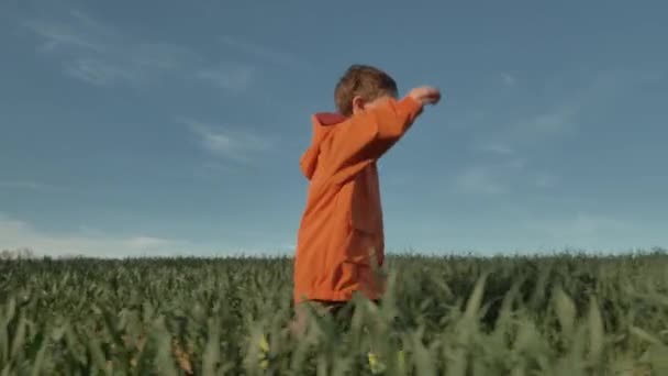 Kleines Kind Orangefarbener Jacke Auf Grünem Weizenfeld — Stockvideo