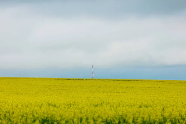 黄色の菜種で5Gを持つ国のアンテナが提出されました — ストック写真