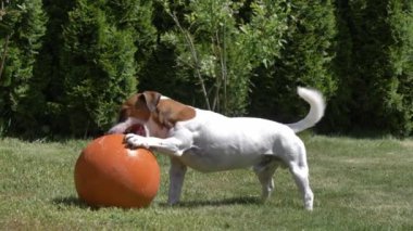 Jack Russell Terrier erkek, yeşil çimlerde basketbol topuyla oynuyor.